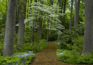 W013_Woods_Path_MCC_4532-386x273